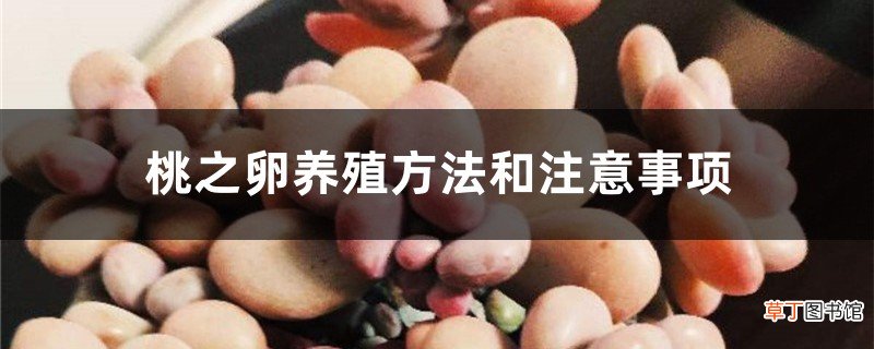 桃之卵养殖方法和注意事项