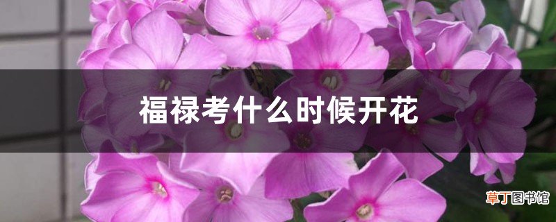 福禄考什么时候开花