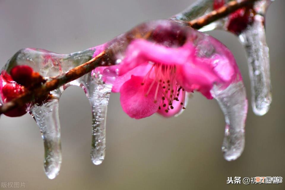 关于梅花的句子唯美 寒冬梅花唯美语句