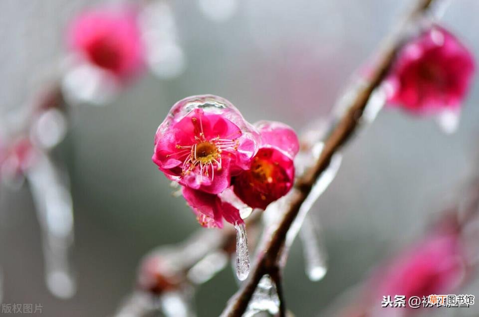 关于梅花的句子唯美 寒冬梅花唯美语句