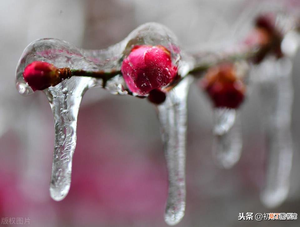 关于梅花的句子唯美 寒冬梅花唯美语句
