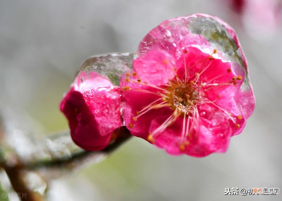 关于梅花的句子唯美 寒冬梅花唯美语句