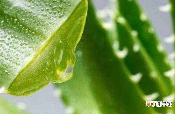 芦荟凝胶的功效与作用 芦荟凝胶的正确用法