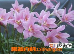 韭莲的功效与作用