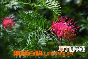 红花银桦的功效与作用