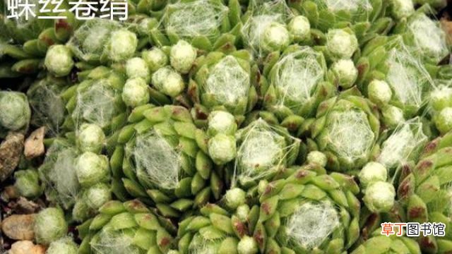 蛛丝卷绢和毛卷娟、红卷娟的区别