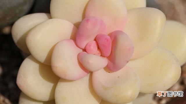星美人和桃美人的区别