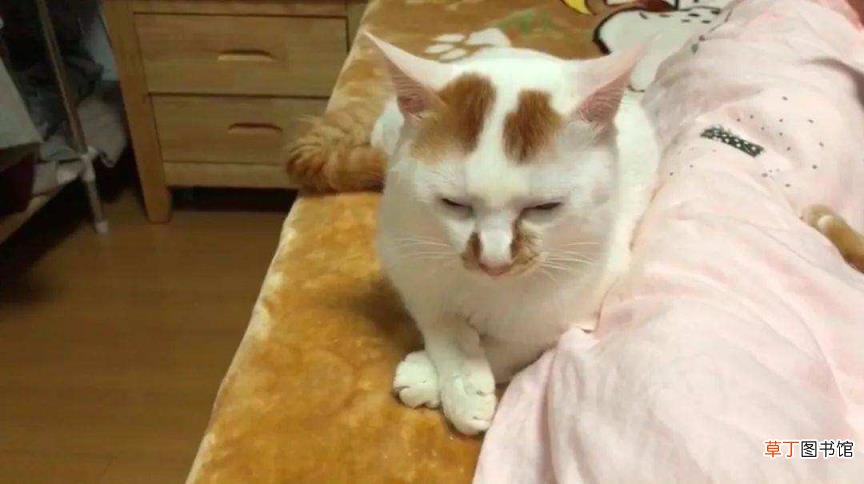 猫一直睡觉没有精神怎么办 小猫一天睡多久