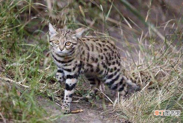 猫一直睡觉没有精神怎么办 小猫一天睡多久