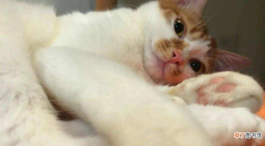 猫一直睡觉没有精神怎么办 小猫一天睡多久