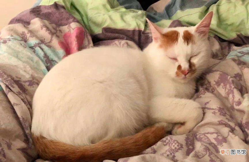猫一直睡觉没有精神怎么办 小猫一天睡多久