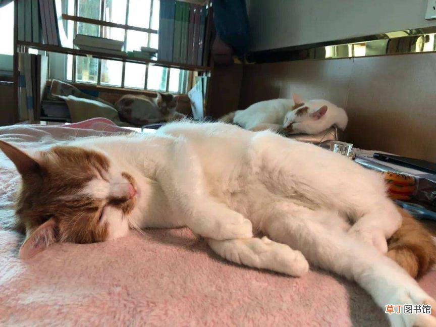 猫一直睡觉没有精神怎么办 小猫一天睡多久