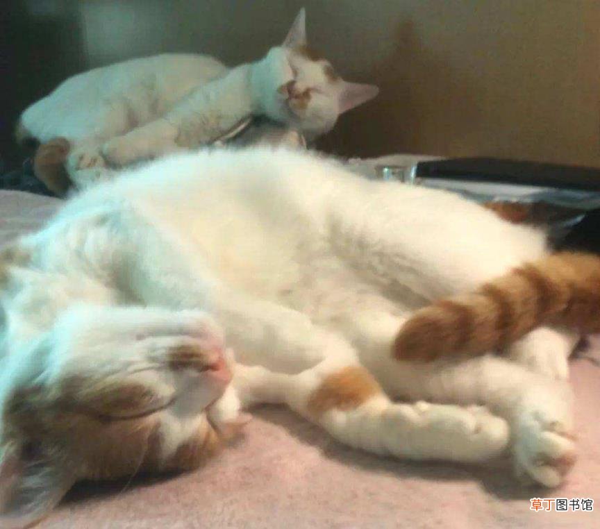 猫一直睡觉没有精神怎么办 小猫一天睡多久