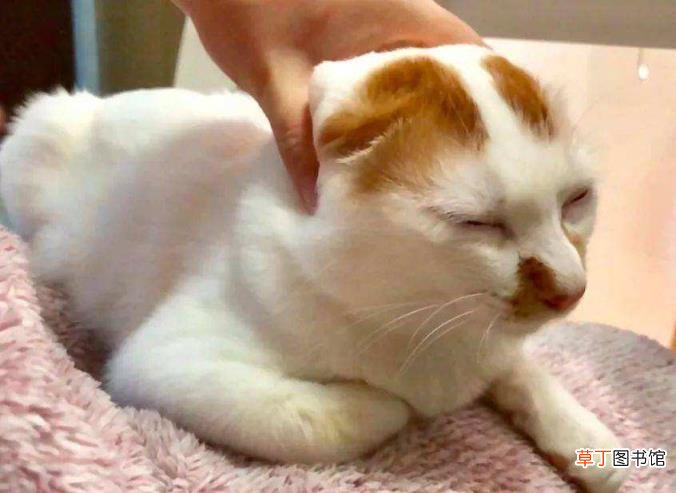 猫一直睡觉没有精神怎么办 小猫一天睡多久