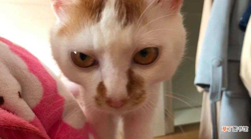 猫一直睡觉没有精神怎么办 小猫一天睡多久