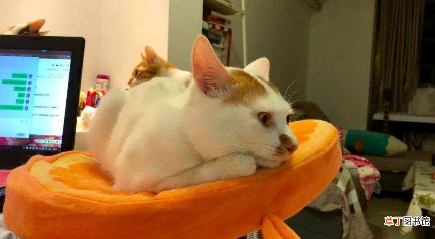 猫一直睡觉没有精神怎么办 小猫一天睡多久