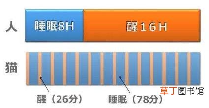 猫一直睡觉没有精神怎么办 小猫一天睡多久