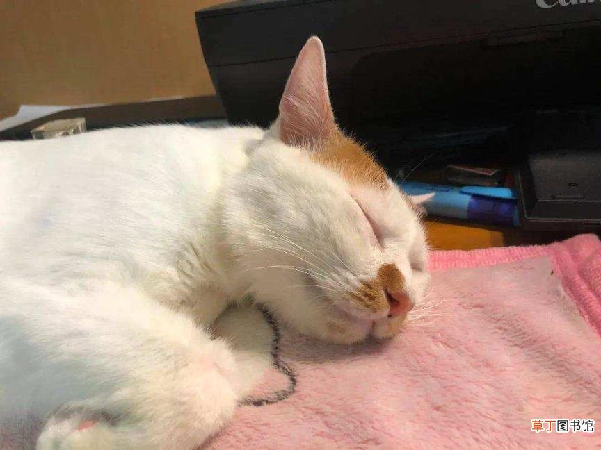 猫一直睡觉没有精神怎么办 小猫一天睡多久