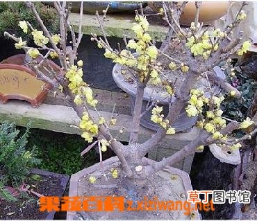 花木蓝的功效与作用