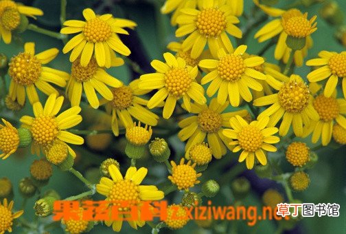 狗舌草的功效与作用