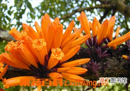 火烧花的功效与作用