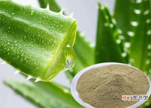 芦荟粉是怎么制作的 芦荟粉的用法