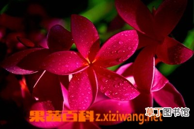 红鸡蛋花的功效与作用