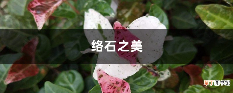 络石之美