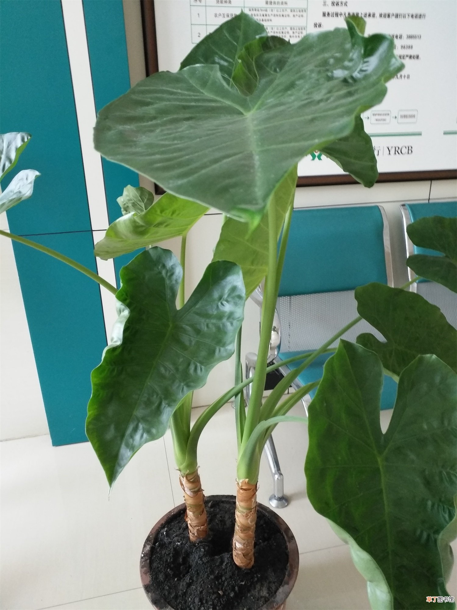 滴水观音开花图片