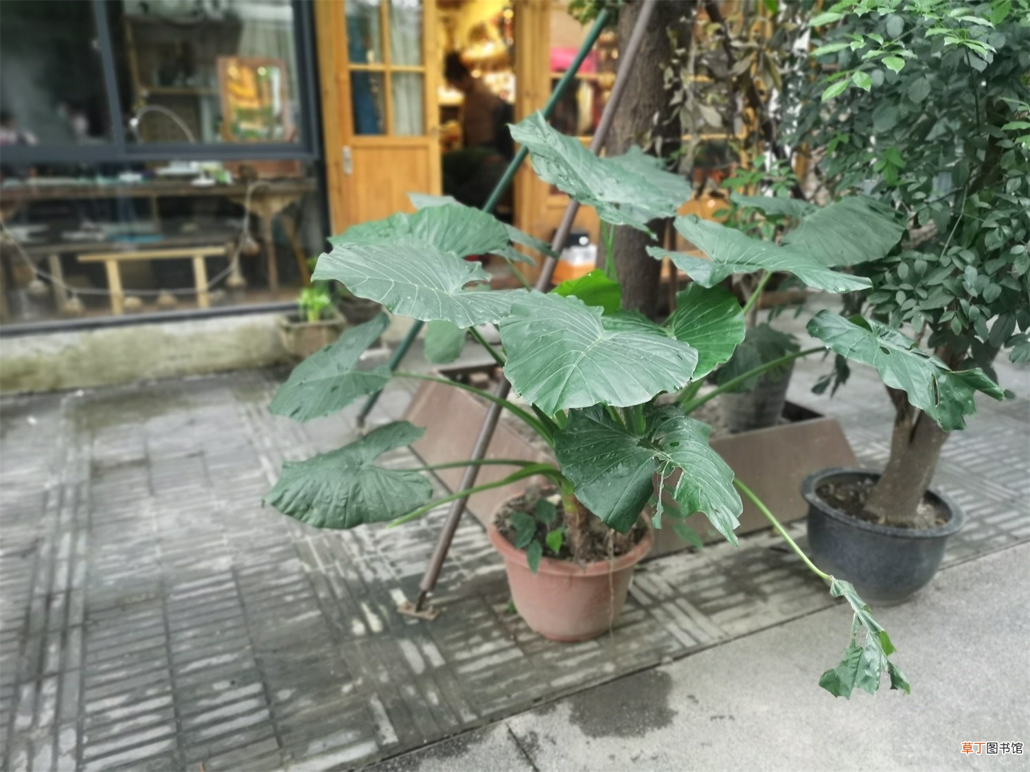 滴水观音开花图片