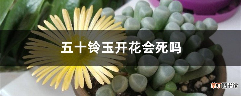 五十铃玉开花会死吗