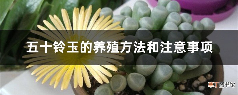 五十铃玉的养殖方法和注意事项