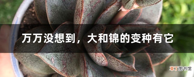万万没想到,大和锦的变种有它