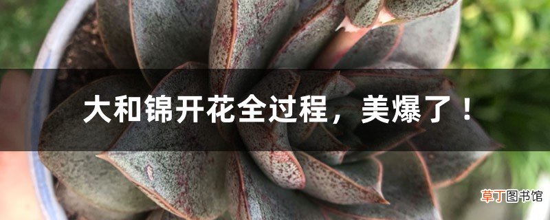 大和锦开花全过程,美爆了