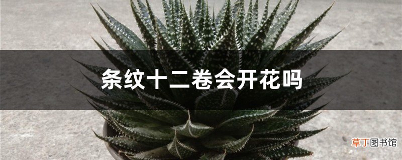 条纹十二卷会开花吗
