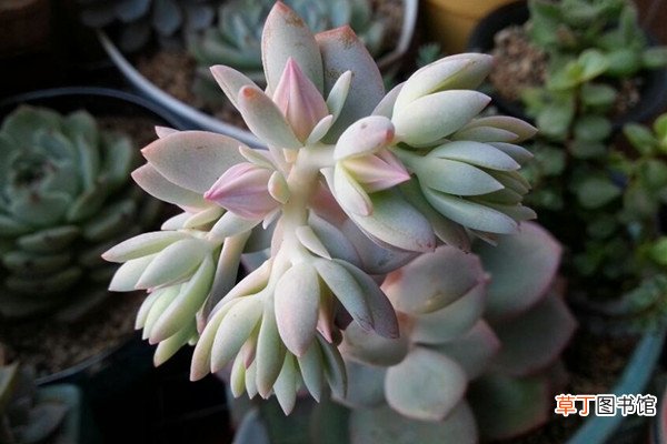 白凤开花吗