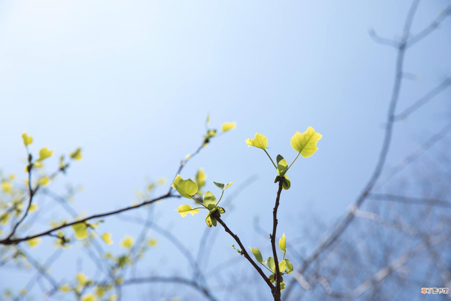 写春的诗句有哪些 有关描写春天的诗句