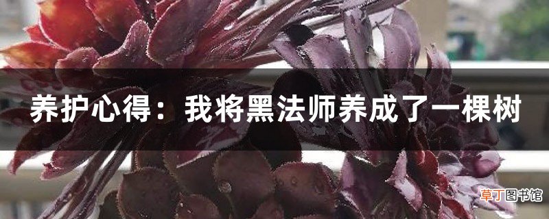 养护心得:我将黑法师养成了一棵树