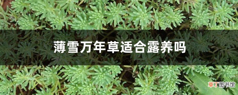 薄雪万年草适合露养吗