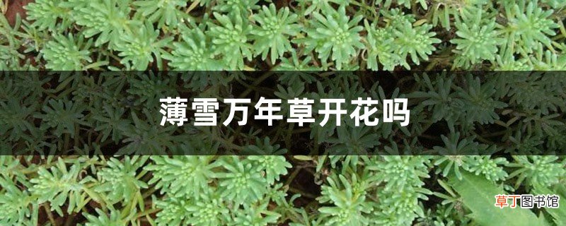 薄雪万年草开花吗