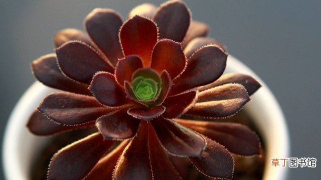 黑法师和紫羊绒怎么区别