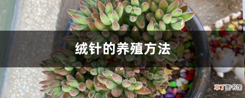 绒针的养殖方法