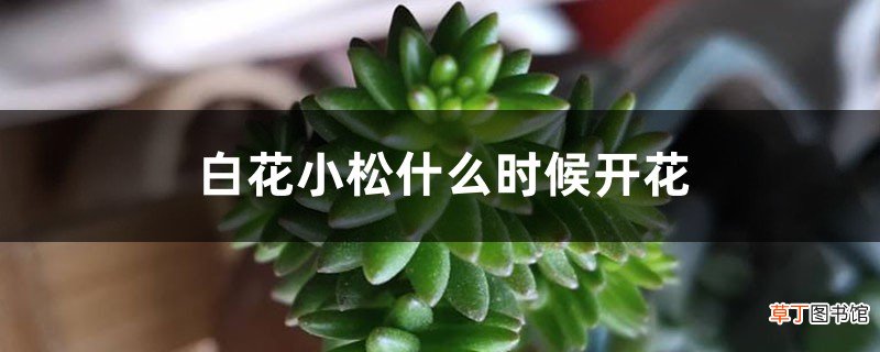 白花小松什么时候开花