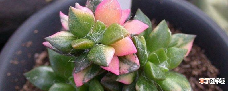 春梦殿锦养殖方法