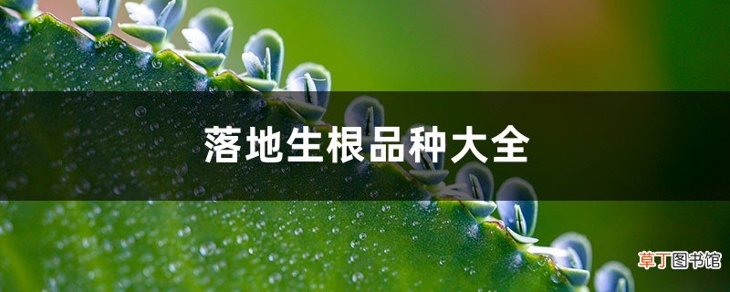 落地生根品种大全