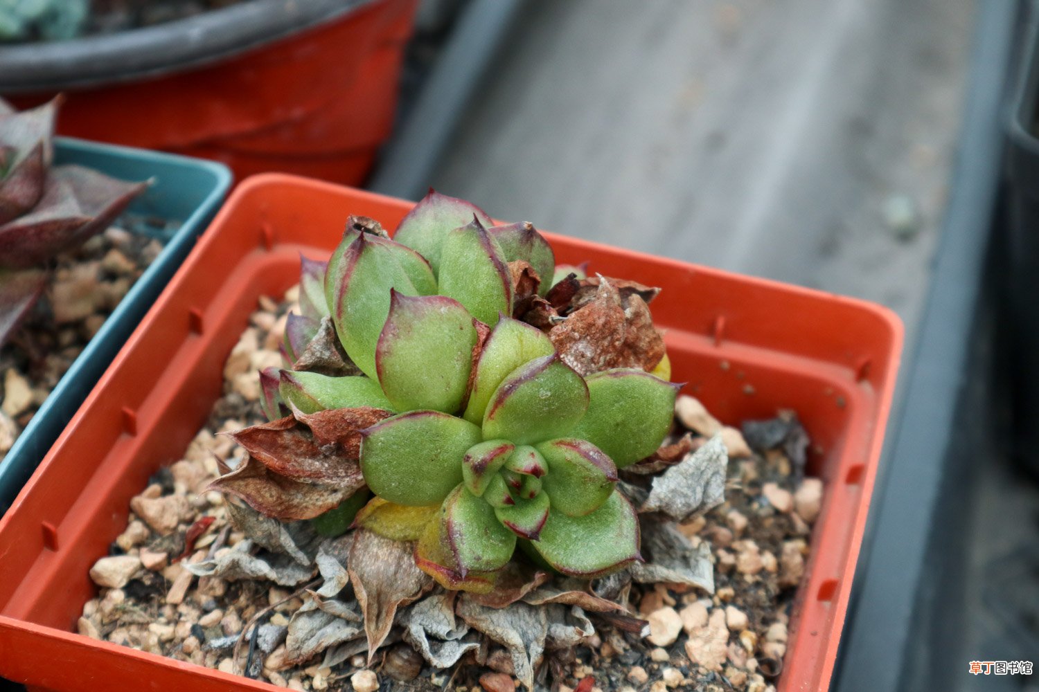 多肉植物怎么养根