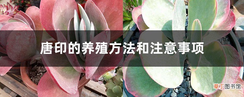 唐印的养殖方法和注意事项