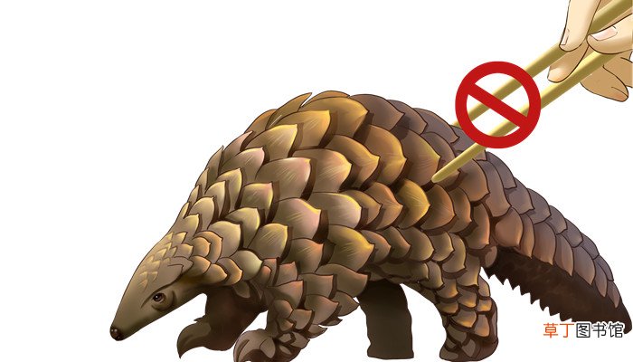 穿山甲是国家几级保护动物