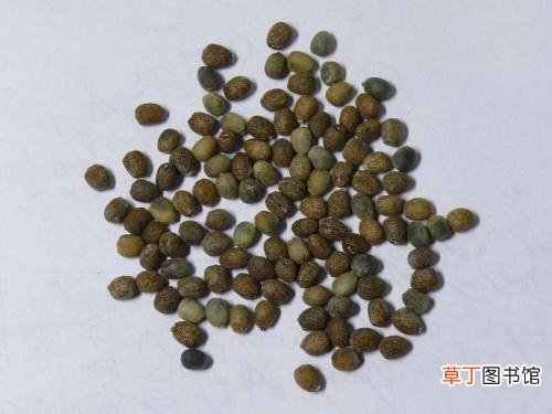 千金子霜的功效和作用有哪些_千金子霜的主要功效和作用是什么
