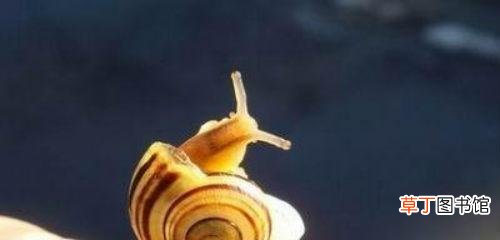 肛门附近长了个疙瘩